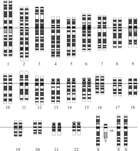 Human Genome (Karyotype)